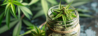 CBD Discount pas cher pour faire des économies