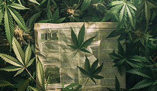 Journal ouvert sur le cannabis et le CBD